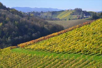 Typical landscape with vineyards in the Southern Styrian hill country