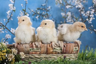 Domestic fowl chicks