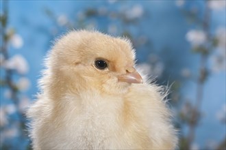 Domestic fowl chick