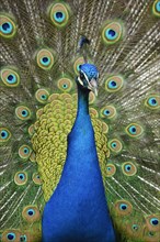 Indian Peafowl or Blue Peafowl (Pavo cristatus)