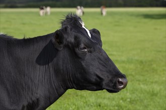 Holstein Friesian dairy cow in the pasture