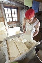 Dairyman cutting the finished cottage cheese into pieces