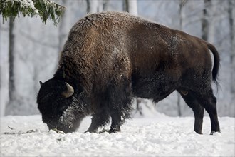 American Bison or American Buffalo (Bison bison)