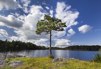 Pine (Pinus) in front of a lake