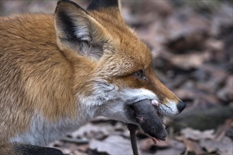 Red Fox (Vulpes vulpes) with a captured rat