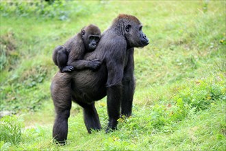 Western Lowland Gorilla (Gorilla gorilla gorilla)