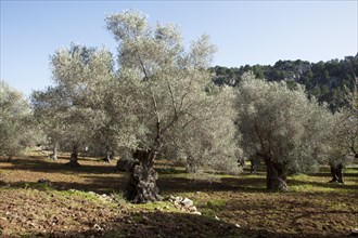 Olive grove (Olea europaea)