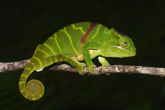 Chameleon (Furcifer timoni)