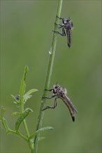Robber Flies (Eutolmus rufibarbis) and (Neomochtherus geniculatus)