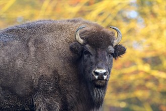 American Bison (Bison bison)