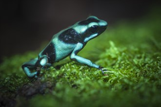 Green and Black Poison-dart Frog (Dendrobates auratus)