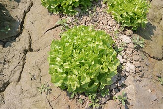 Lollo Bionda lettuce (Lactuca sativa var crispa)