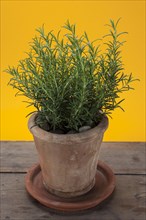 Rosemary (Rosmarinus officinalis) growing in a terracotta pot on a wooden table