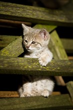 Grey tabby kitten wedged between wooden slats