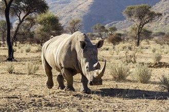 White Rhinoceros (Ceratotherium simum)