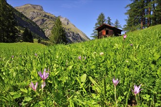 Autumn Crocus (Colchicum autumnale) in front of a wooden cabin