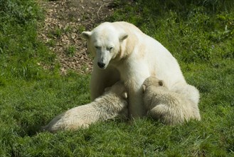 Polar Bears (Ursus maritimus) female Giovanna suckling her cubsNela and Nobby