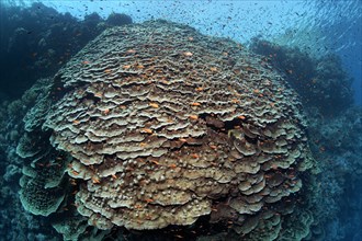 Large Polyped Stone Coral (Merulina ampliata) on steep drop of Zarbagad island