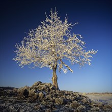 Lone tree covered with hoar frost