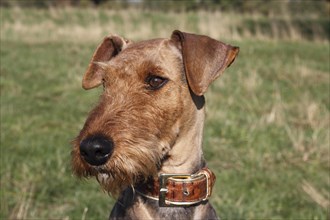 Airedale Terrier