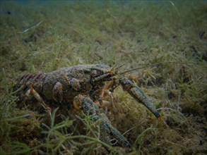 Crab (Crustacea) in the Helensee lake