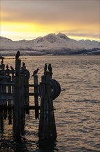 Cormorants (Phalacrocorax carbo) on a pier