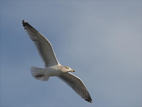 Herring Gull (Larus argentatus) in flight