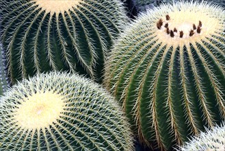 Golden Barrel Cactus or Mother-in-Law's Cushion (Echinocactus grusonii)