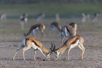Male Springboks (Antidorcas marsupialis) fighting for dominance and social rank in the herd
