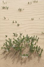 Syrian Rue (Peganum harmala) in the sand dunes of Khongoryn Els
