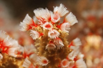 Feather duster worm (Filogranella elatensis)