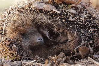 Western European Hedgehog (Erinaceus europaeus) during hibernation