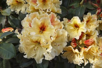 Rhododendron variety 'Gold Double' (Rhododendron hybrid 'Golddouble')