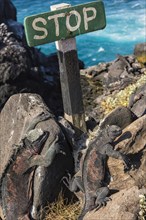 Sea Iguanas or Galapagos Marine Iguanas (Amblyrhynchus cristatus hassi) next to stop sign