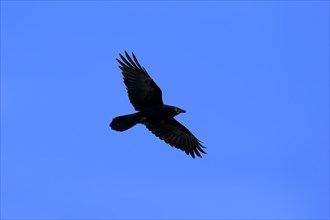 Fish Crow (Corvus ossifragus)