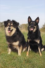 Two mixed-breed dogs sitting on a meadow