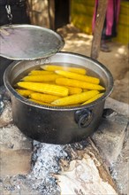 Boiled corn cobs at a cookshop