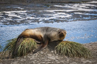 Antarctic Fur Seal (Arctocephalus gazella) resting on tussock grass