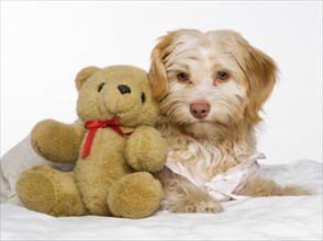 Mixed-breed dog with teddy bear