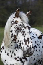 Appaloosa horse