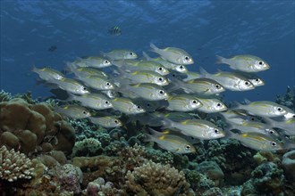 Swarm of Striped Large-eye Bream (Gnathodentex aureolineatus) swimming over a coral reef