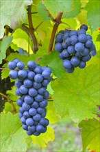 Ripe grapes