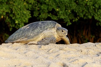 Green Sea Turtle (Chelonia mydas)