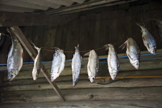 Fish hung up for drying