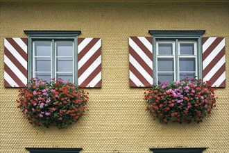 Windows with shutters and flowering Geraniums (Pelargonium-Peltatum-Hybrid) on a shingled facade