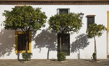 Bitter or Seville Orange trees (Citrus x aurantium) at the Plaza de Pilatos against the facade of the mansion Casa de Pilatos