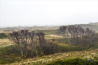 Marshes in winter