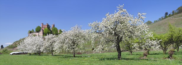 Blooming fruit trees