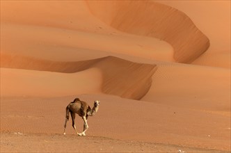 A lone camel in front of a sand dunes of the Wahiba Sands desert