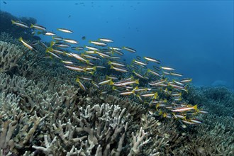 Swarm of Two-spot Banded Snapper (Lutjanus biguttatus) swimming over a coral reef